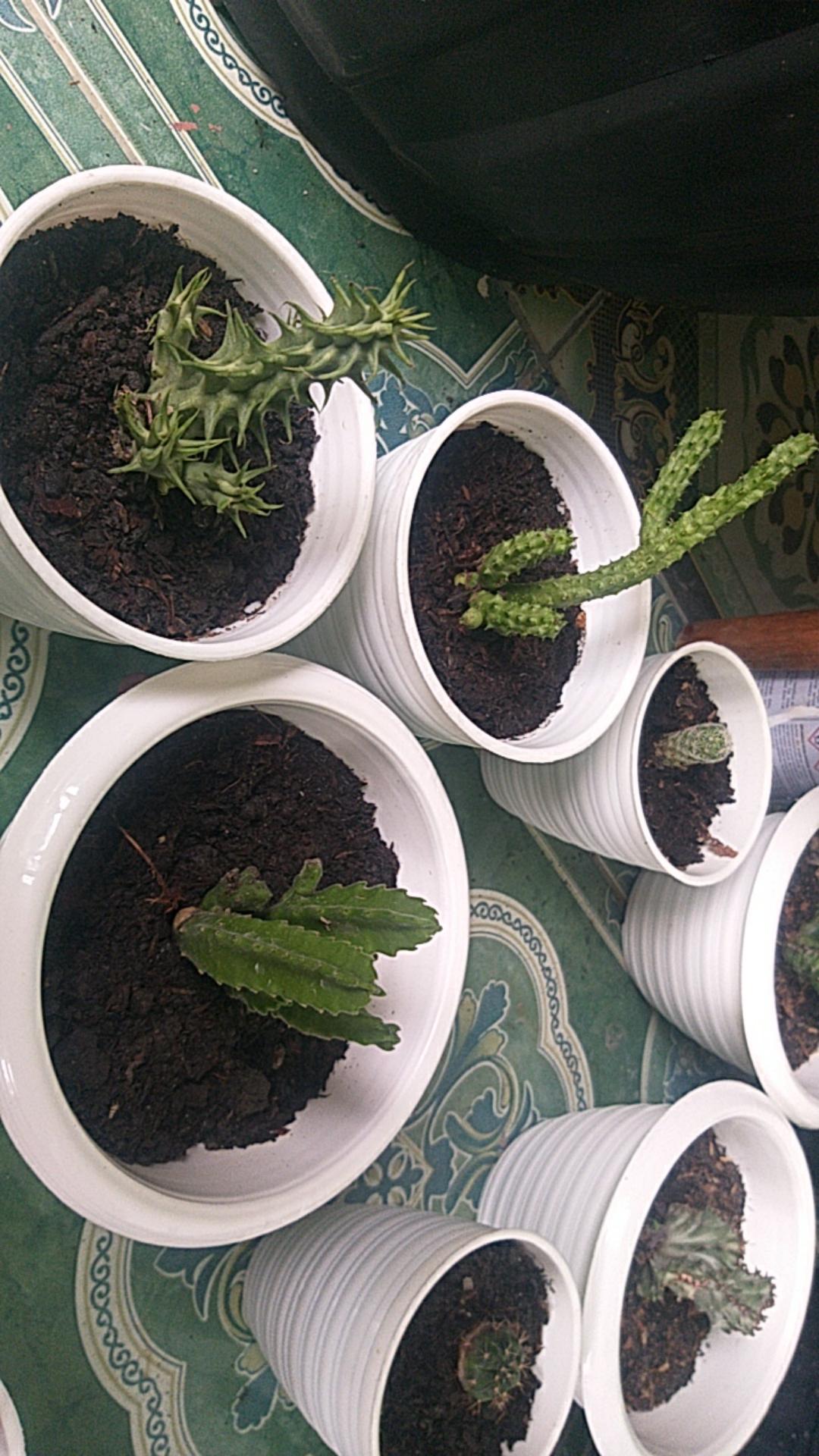 Kaktus Sumatra