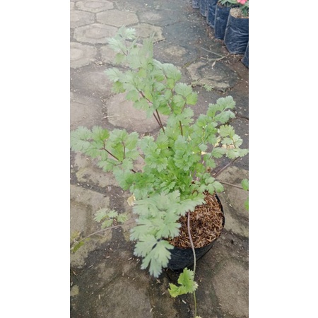 Tanaman Herbal - Daun Ketumbar