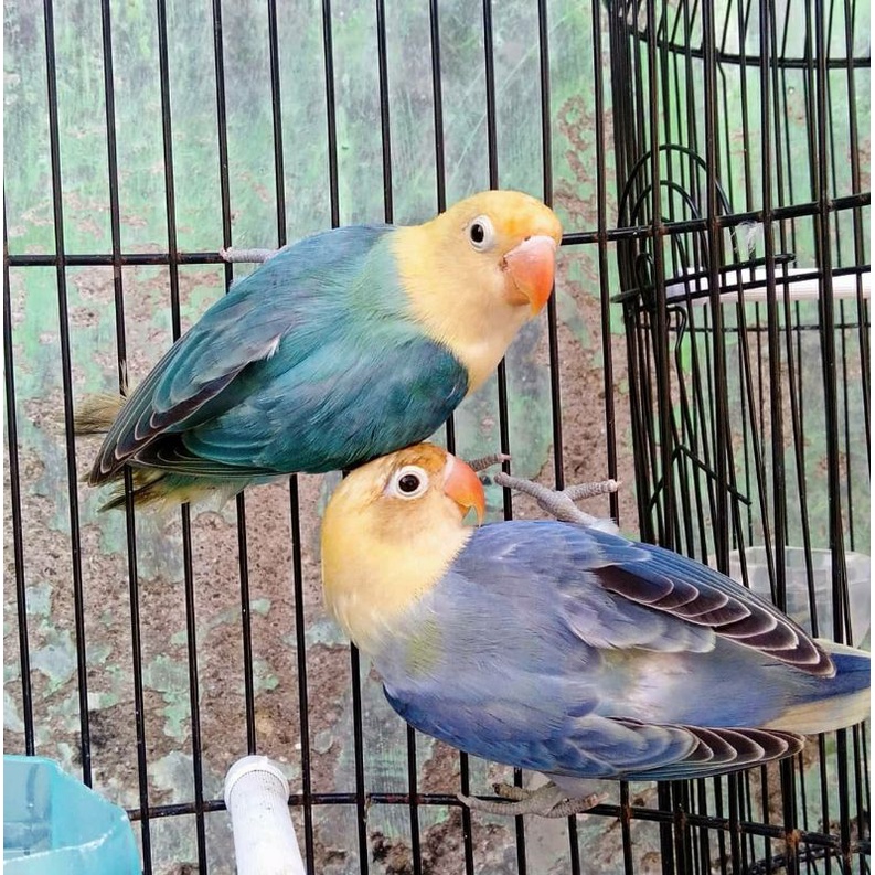 Lovebird Biola PB Blue x Biola PB Vio