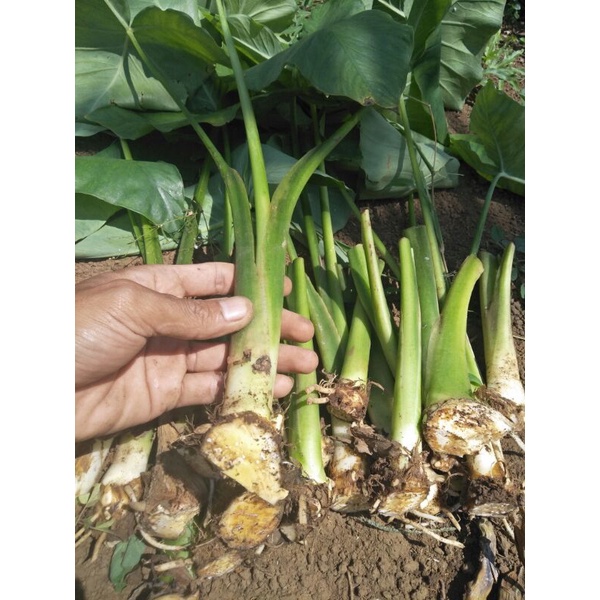 bibit talas beneng asli pandeglang 100 phon