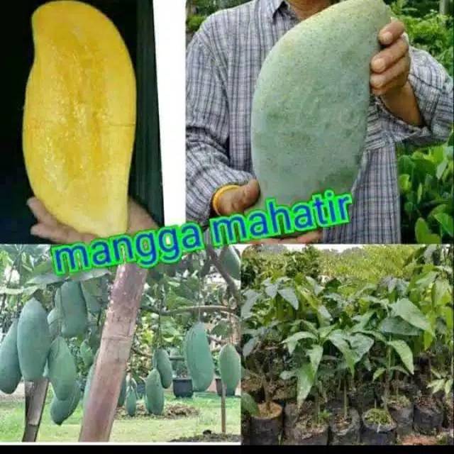 Bibit mangga mahatir Super Besar