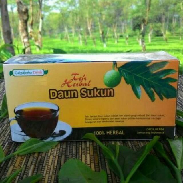 Herbal mengobati ginjal dan jantung dengan teh daun sukun alami tanpa efek samping dan berkualitas