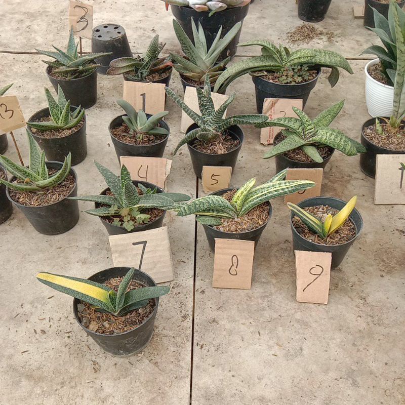 gasteria
