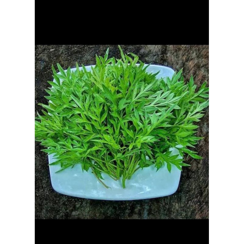 

Daun kenikir segar - 250 Gram