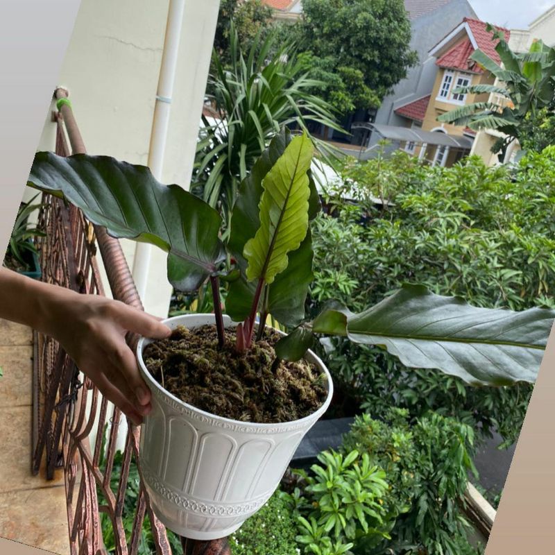 antorium black beauty /tanaman hias