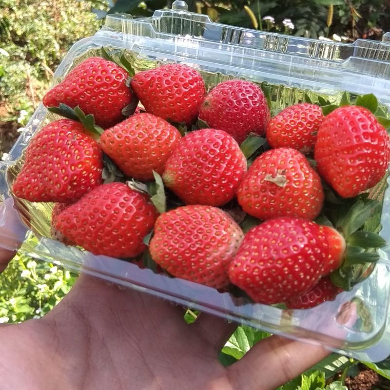 

buah strawberry fresh 250gr