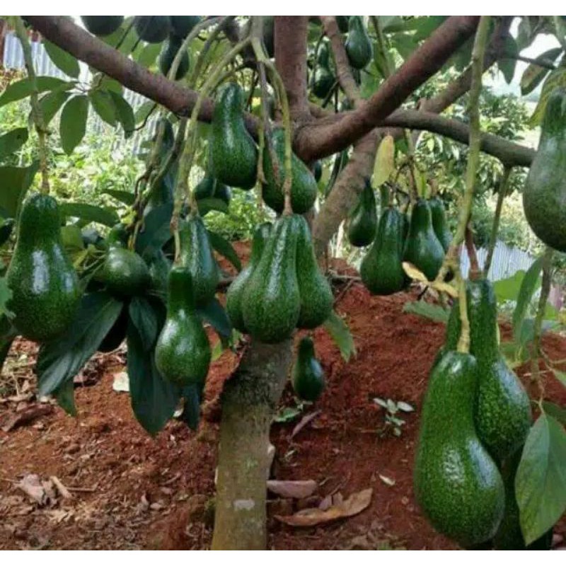 bibit alpukat aligator super genjah