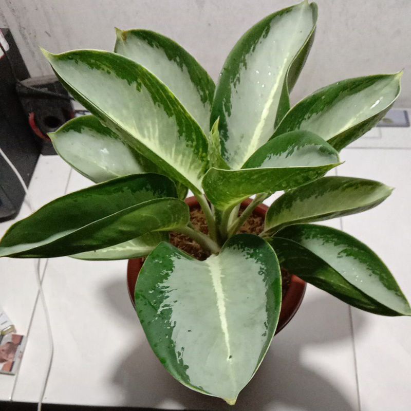 AGLONEMA GREENBOL JUMBO INDUKAN SUPER