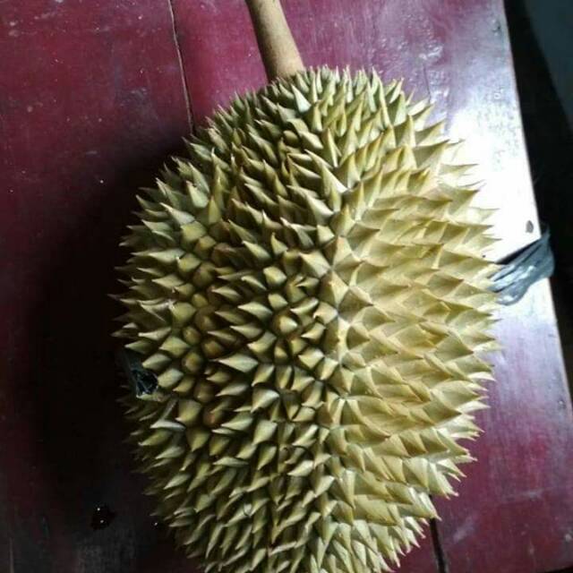 

Durian lokalan daging kuning