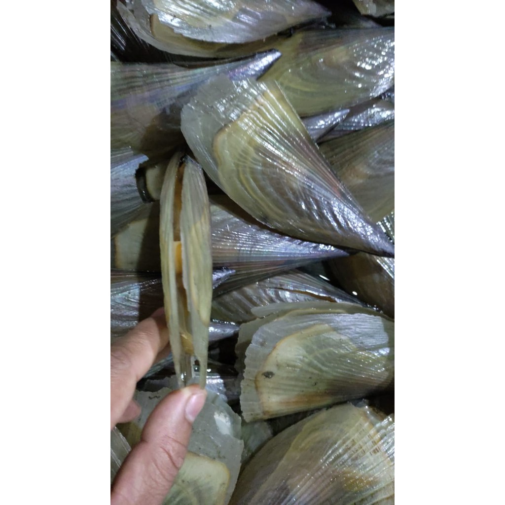

Jual Kerang Kampang - 1 Kg