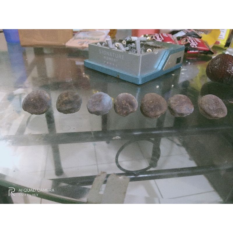 Muncang Adu Jenis Anak Pedang (Panjangan)