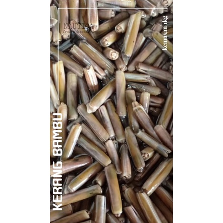 

KERANG BAMBU
