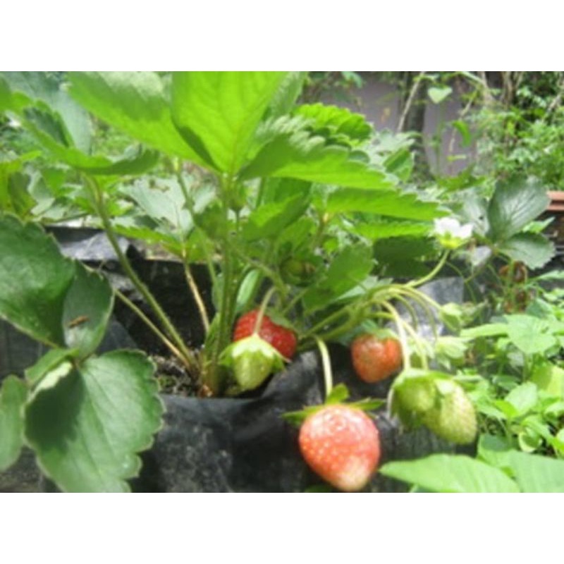 tanaman buwah strawberry