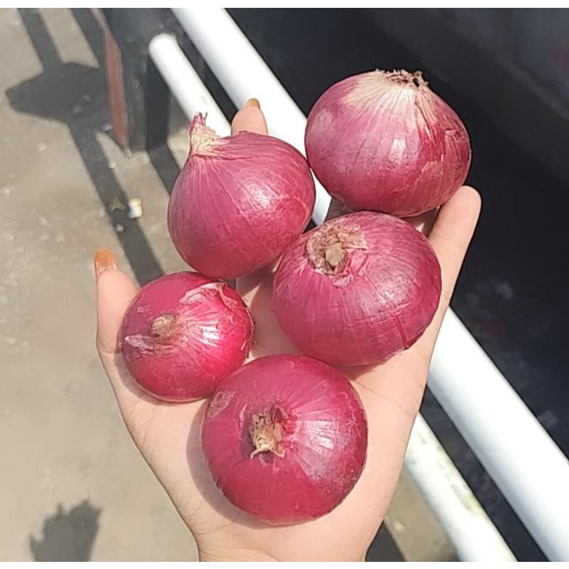 Bawang merah india impor 500gr / bawang merah peking / bawang merah india