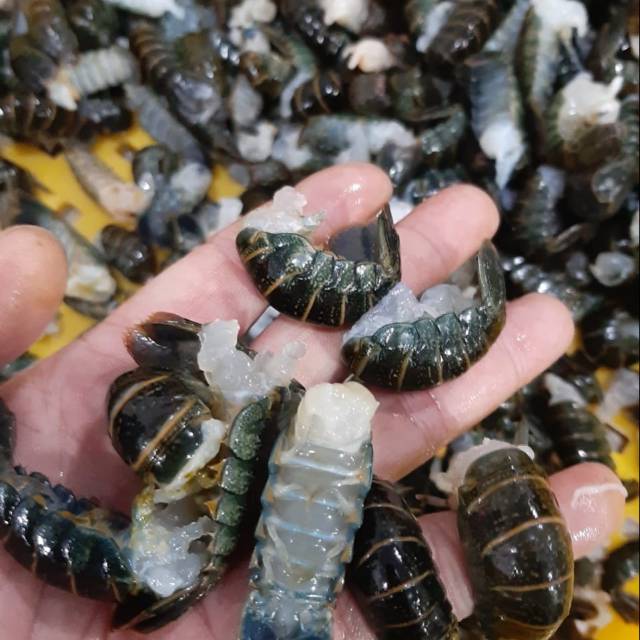 

Baby lobster fillet