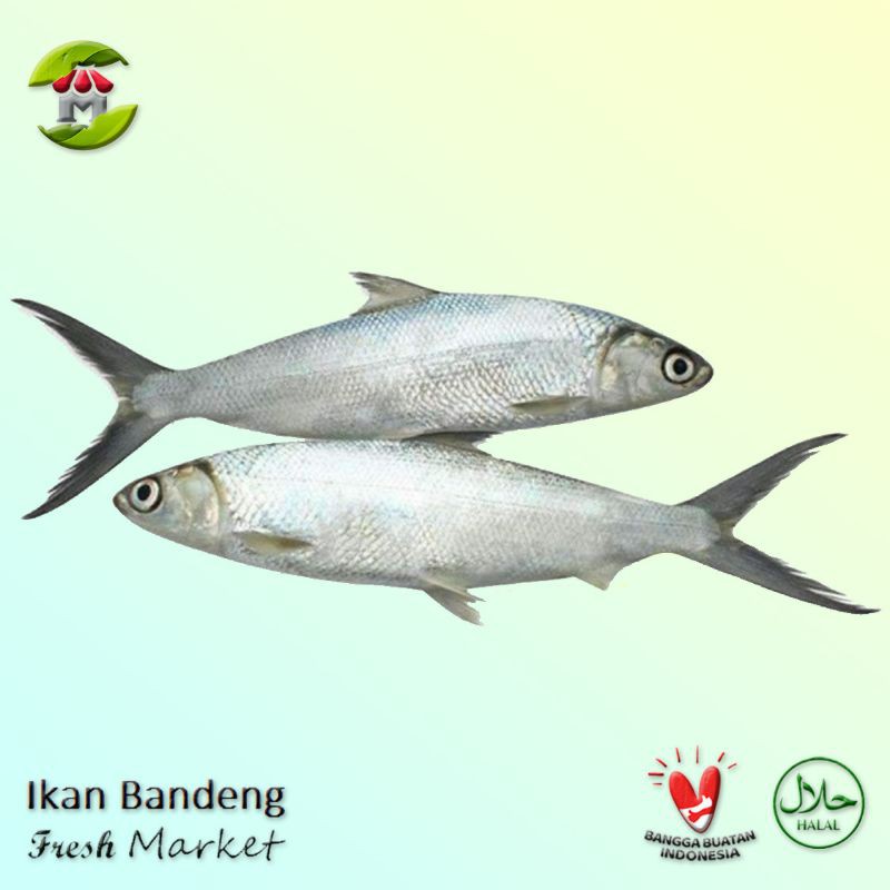 Ikan Bandeng 900gr - 1.000gr