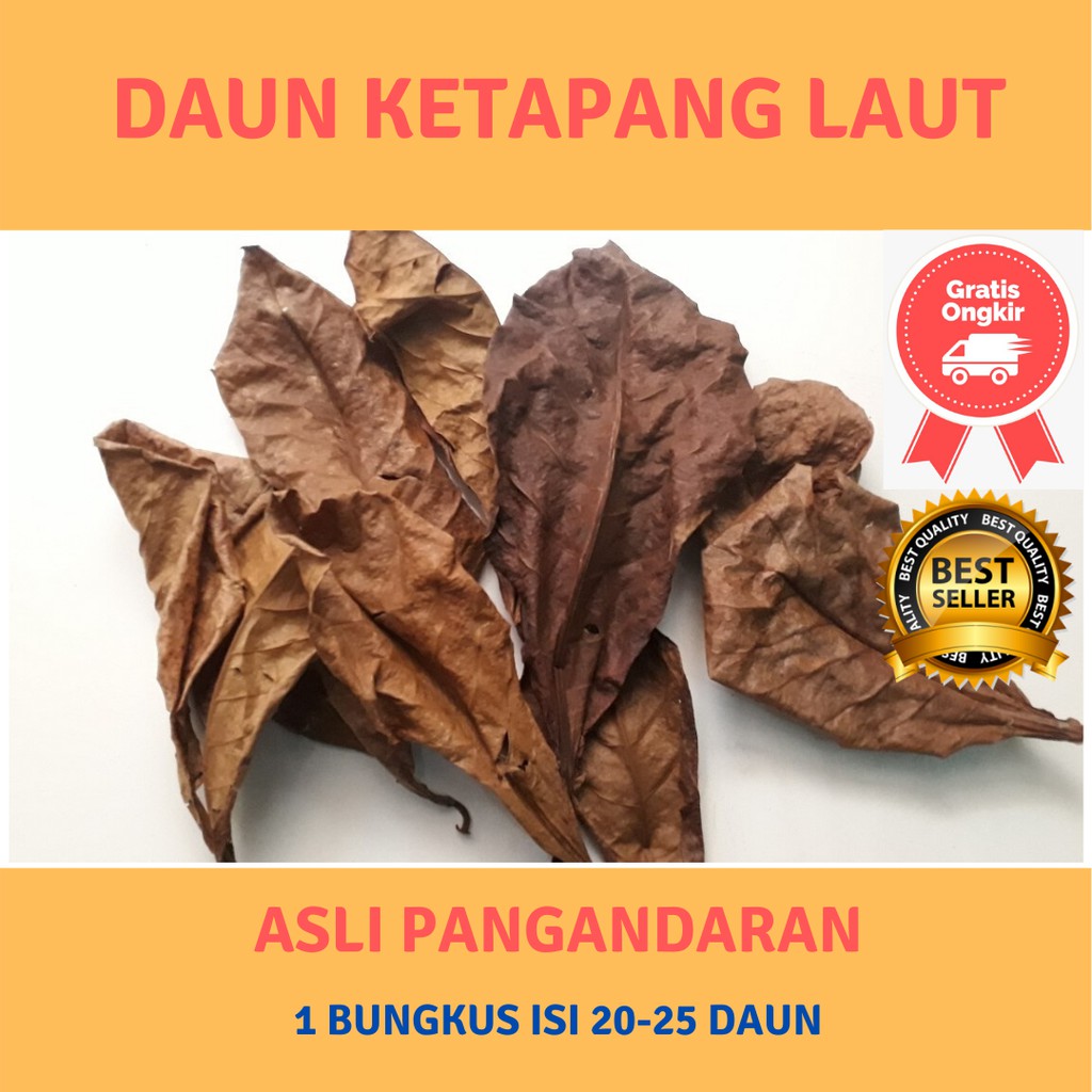 Daun Ketapang Kering Dari Laut Pangandaran Untuk Ikan Cupang Channa Dll Shopee Indonesia