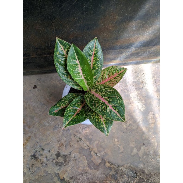 aglonema Harley queen