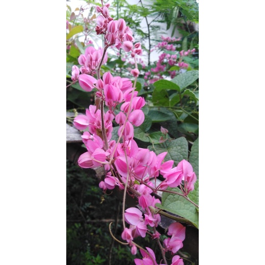 Biji Benih Bunga Air Mata Pengantin (AMP)