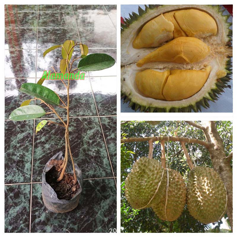 Download 770 Koleksi Gambar Durian Bintana Terbaik 