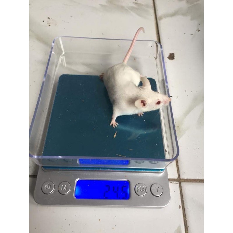 Mencit/Tikus Putih untuk Penelitian