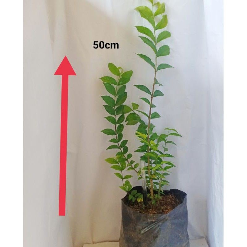 bonsai anting putri dari biji 15k