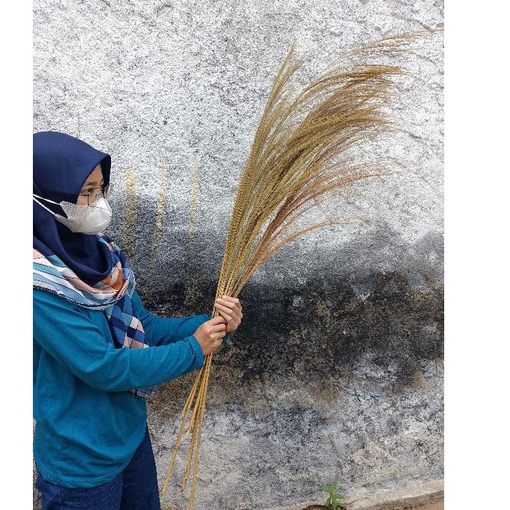 Penawaran Terbaik... Pampas (S) Dekorasi Rustik Engagement Daun Kering Sikas Palem Gandum Ilalang Pa