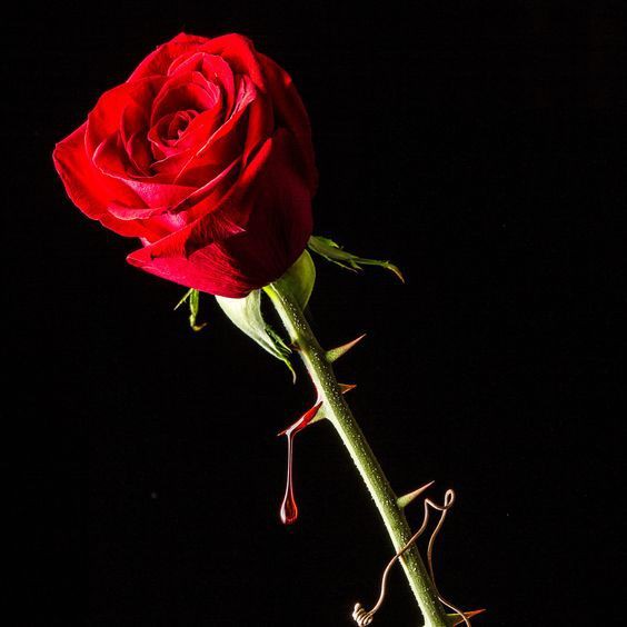 tanaman bunga mawar hidup rose kondisi kuncup / berbunga bunga besar wangi 10