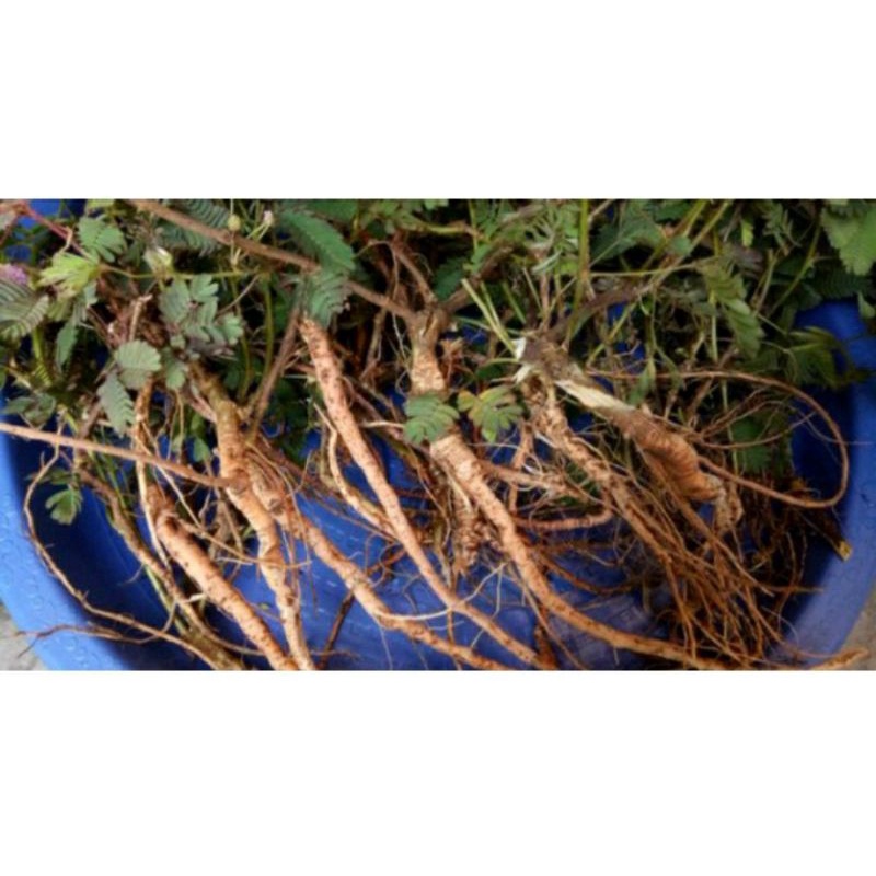 

akar putri malu pres untu per 250GRAM