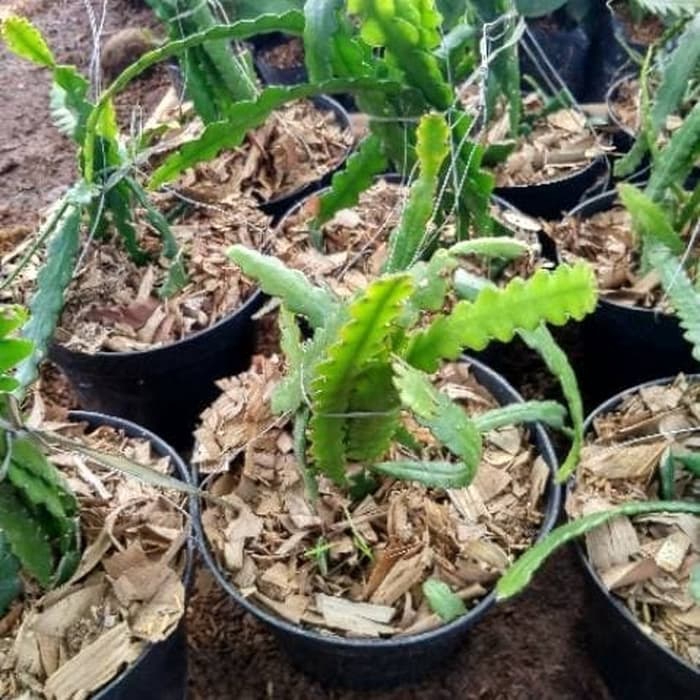 PROMO tanaman hias Wijaya Kusuma gegaji