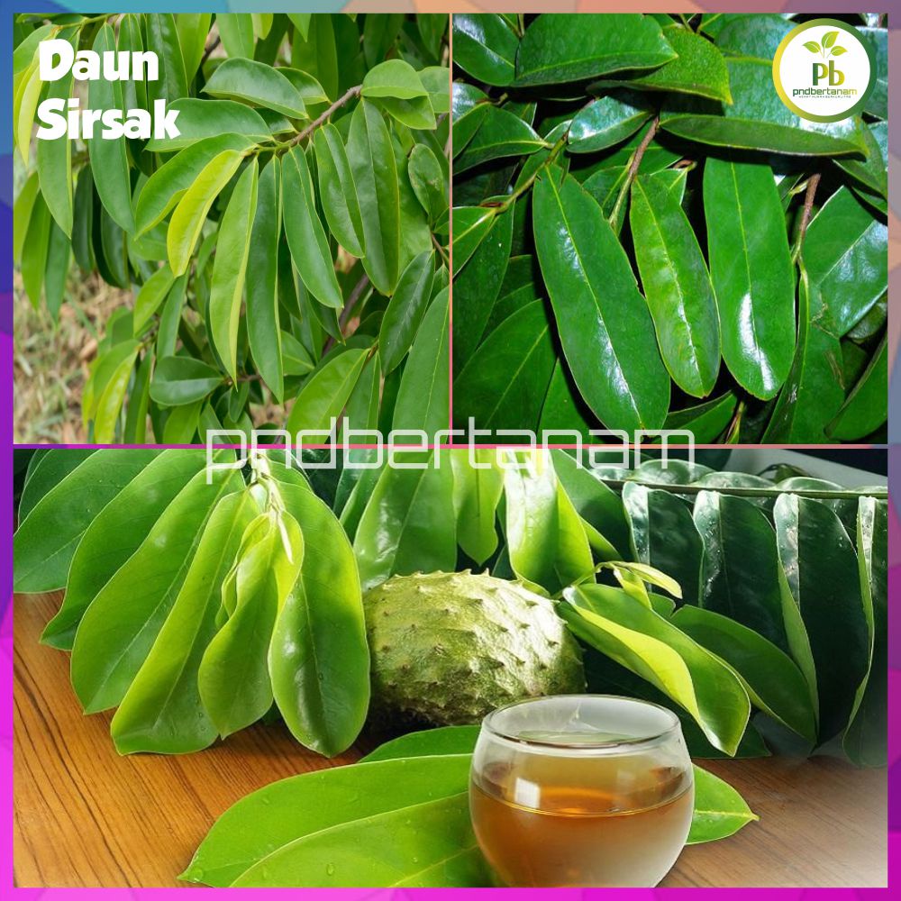 

DAUN SIRSAK SEGAR DAN AMAN DIKONSUMSI (BEBAS PESTISIDA)