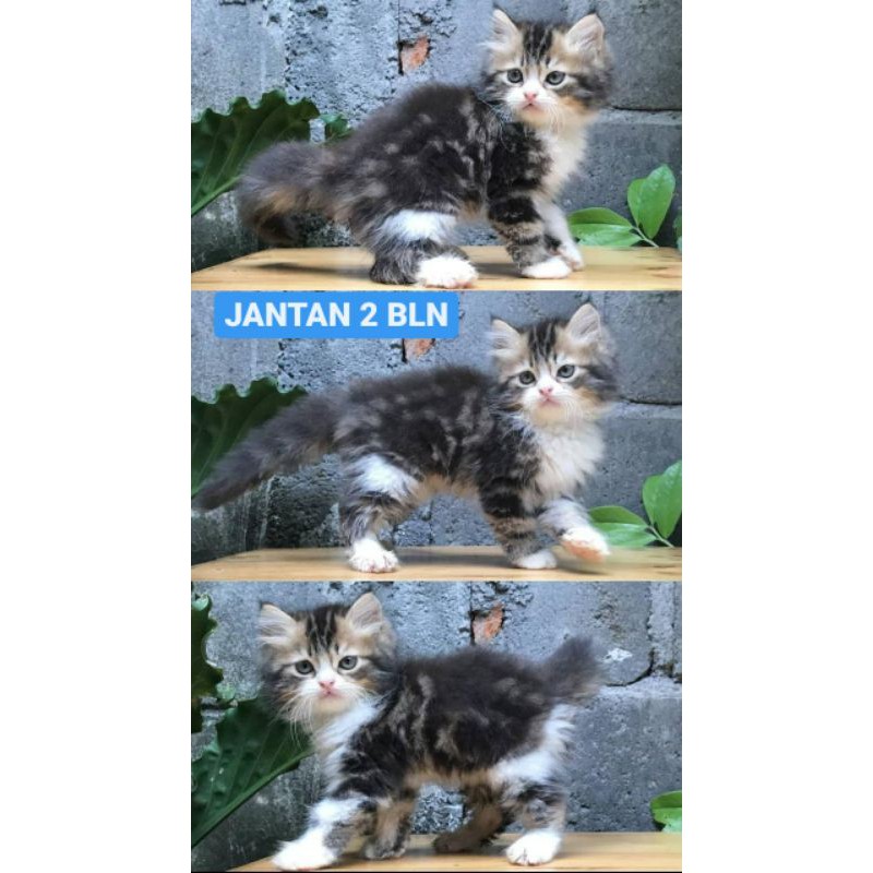 KITTEN PERSIAN MEDIUM JANTAN BICOLOR MARBLE