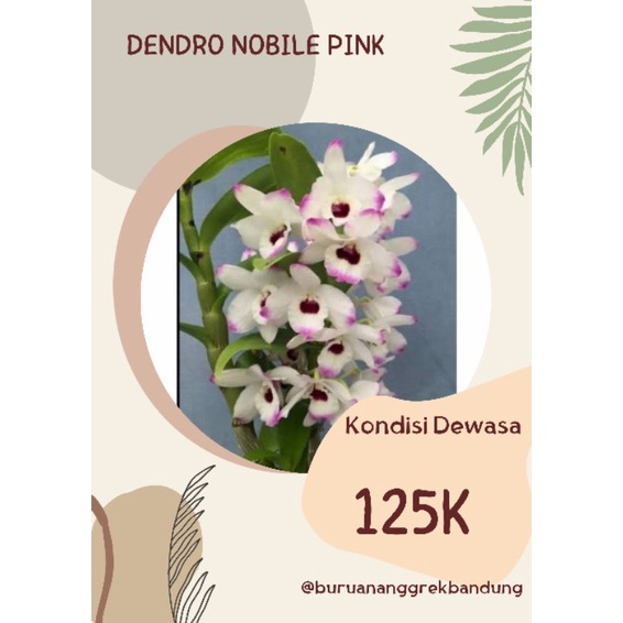 Anggrek Dendro Nobile Pink