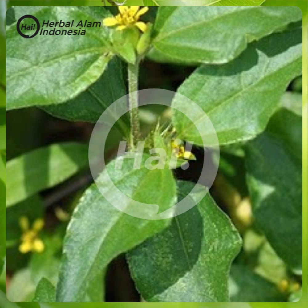 

Herbal daun legetan 500 gram segar baru petik HAI STORE