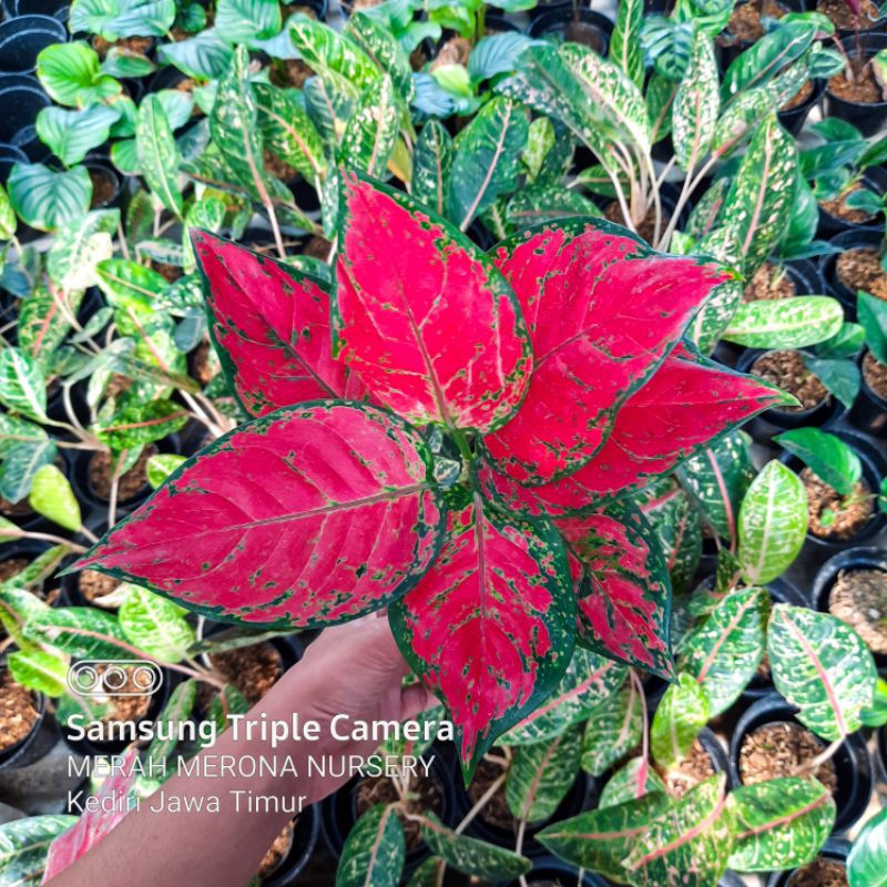  RED  ANJAMANI  merah merona nursery aglonema murah  mmnursery 