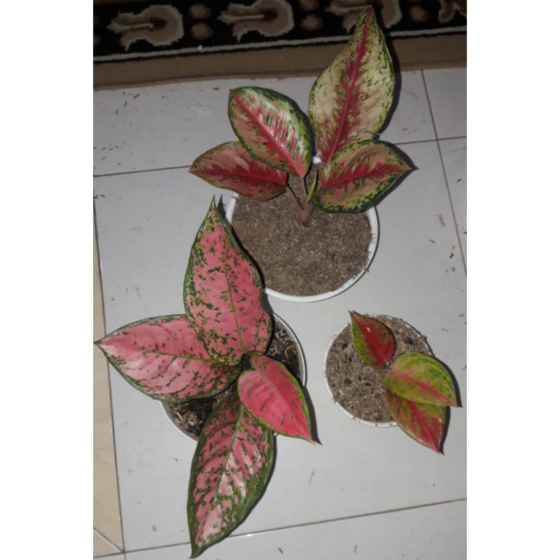 aglonema sweet dream,Ruby super pink,red exotic