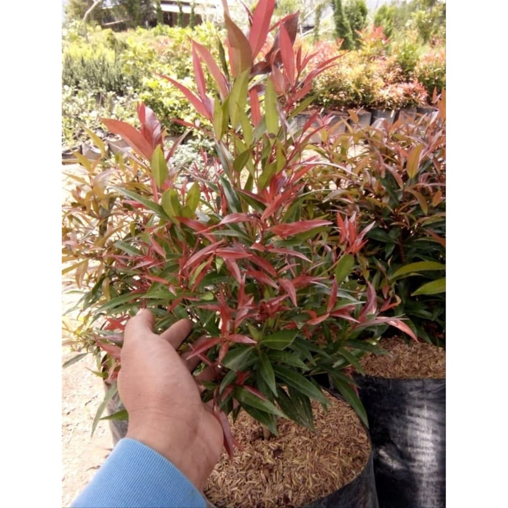 BUNGA PUCUK MERAH BESAR