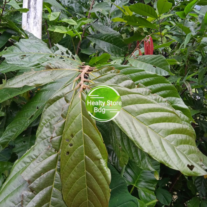 

Daun Kakao Atau Daun Coklat Segar (Paket 1 kg)