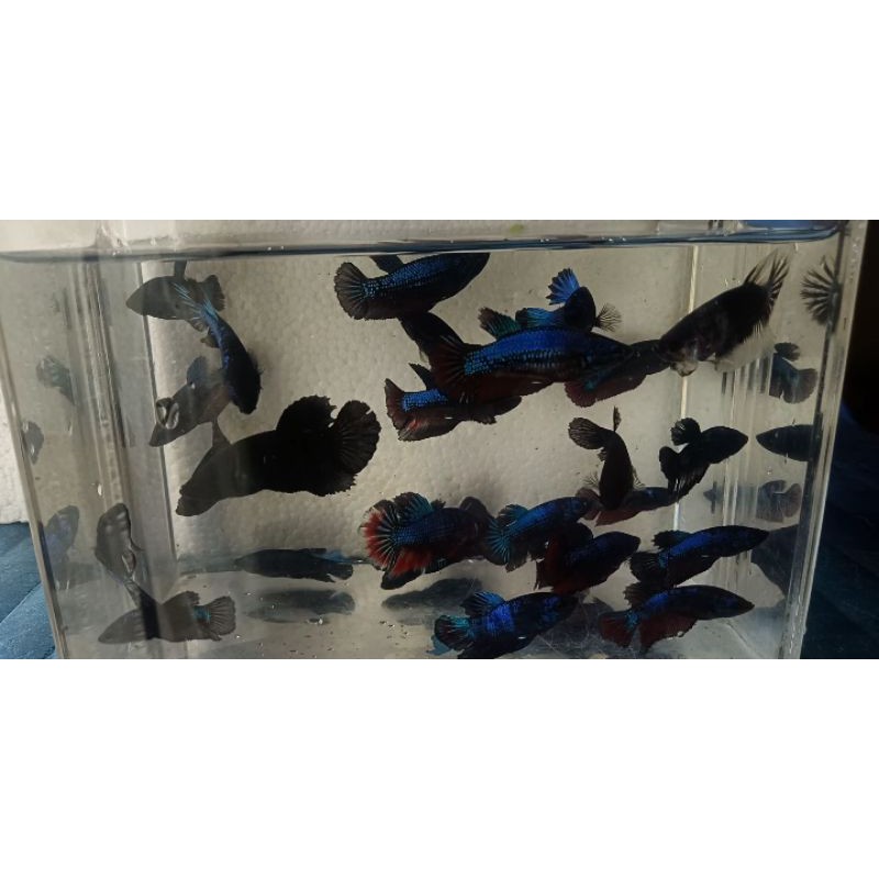 Ikan Cupang Bahan Avatar Gordon