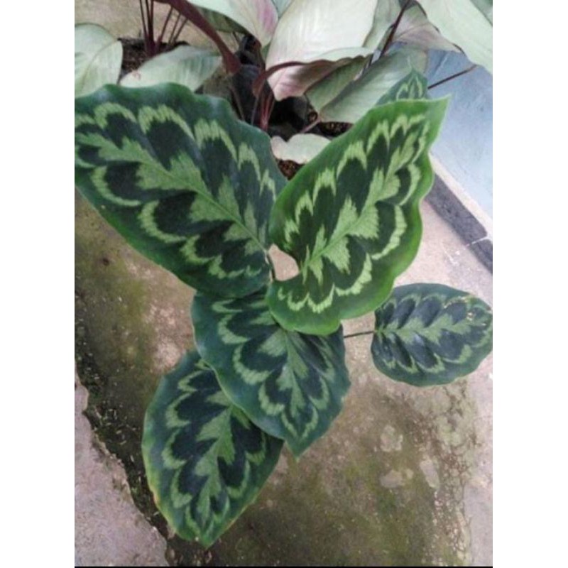 tanaman hias calathea peacock / calathea merak
