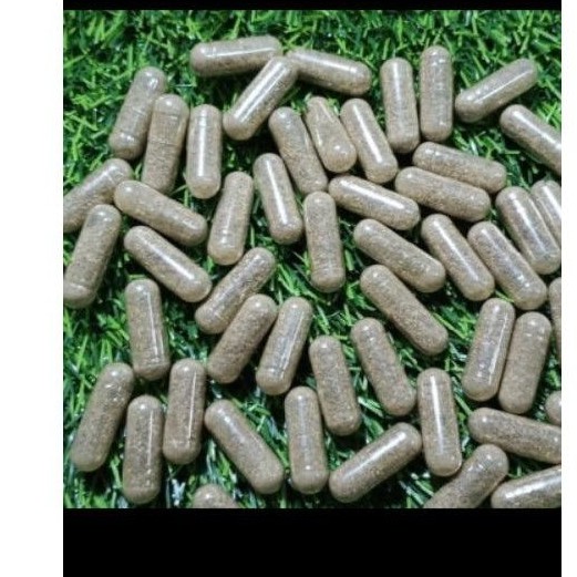 telur kutu air moina macropa Sp