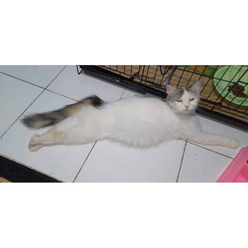Kucing Persia/ KUCING PERSIA / KUCING BETINA HAMIL