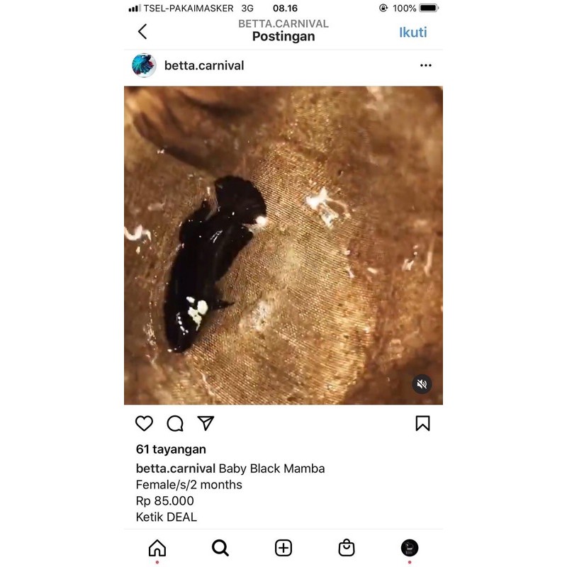 2 ekor female - baby black mamba