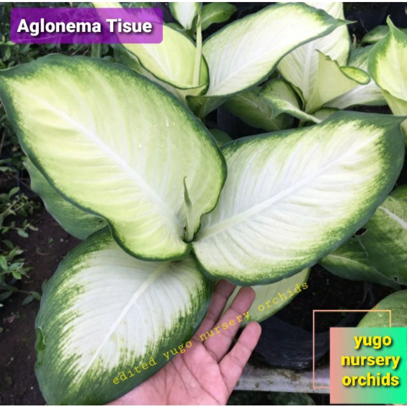 Aglonema Tisu diven tisu Aglonema Diven tissue harmoni
