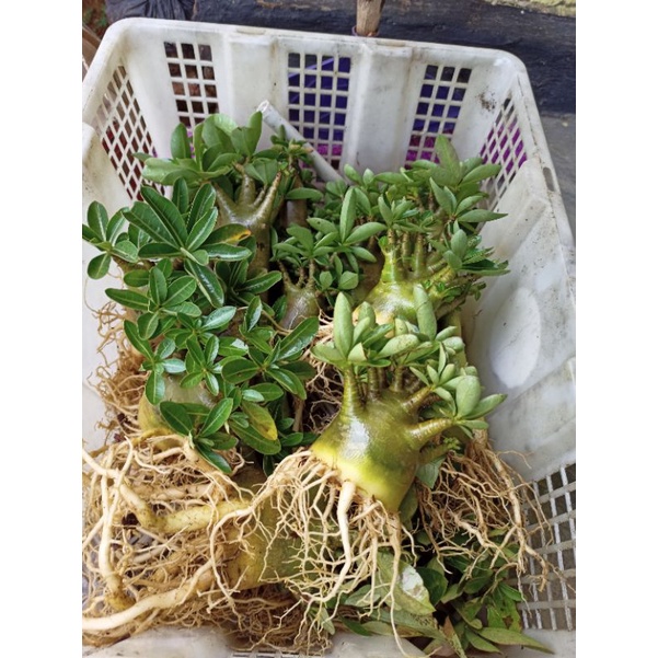Adenium Karakter Arabicum & Thaisoco