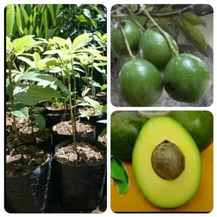 TERPERCAYAA Tanaman Bibit Buah Alpukat Miki original YEES
