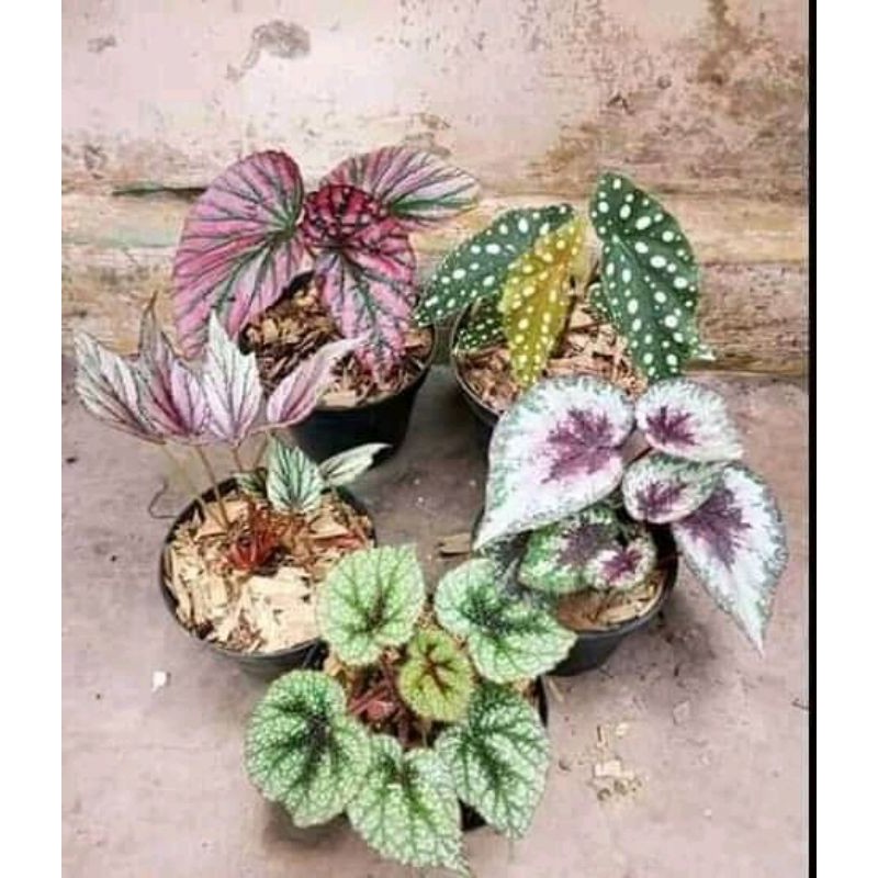 paketan begonia rex