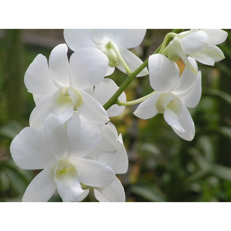 DendroBium KB White2 Dewasa / Spike