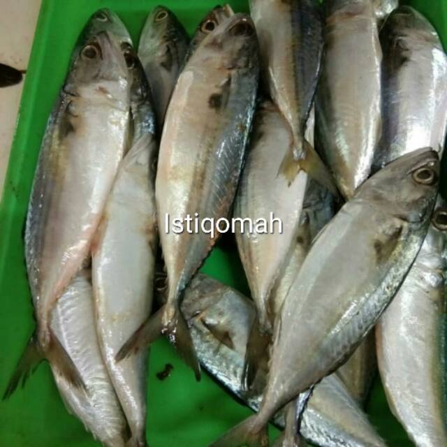 

IKAN KEMBUNG