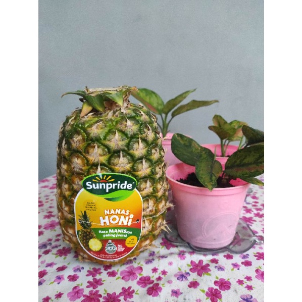 

NanasMadu